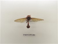 藏品(黃胸錐腹蜾蠃)的圖片